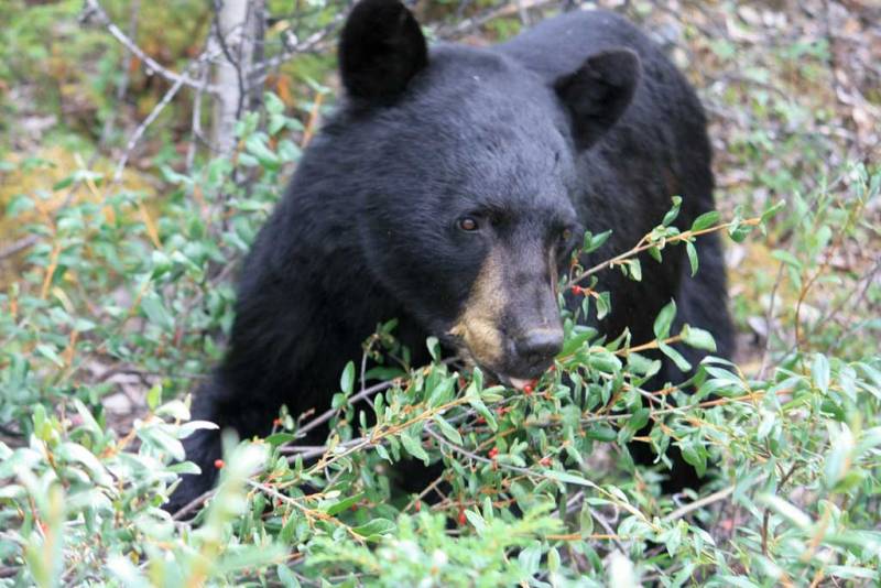 Black Bear, Visit Jasper National Park