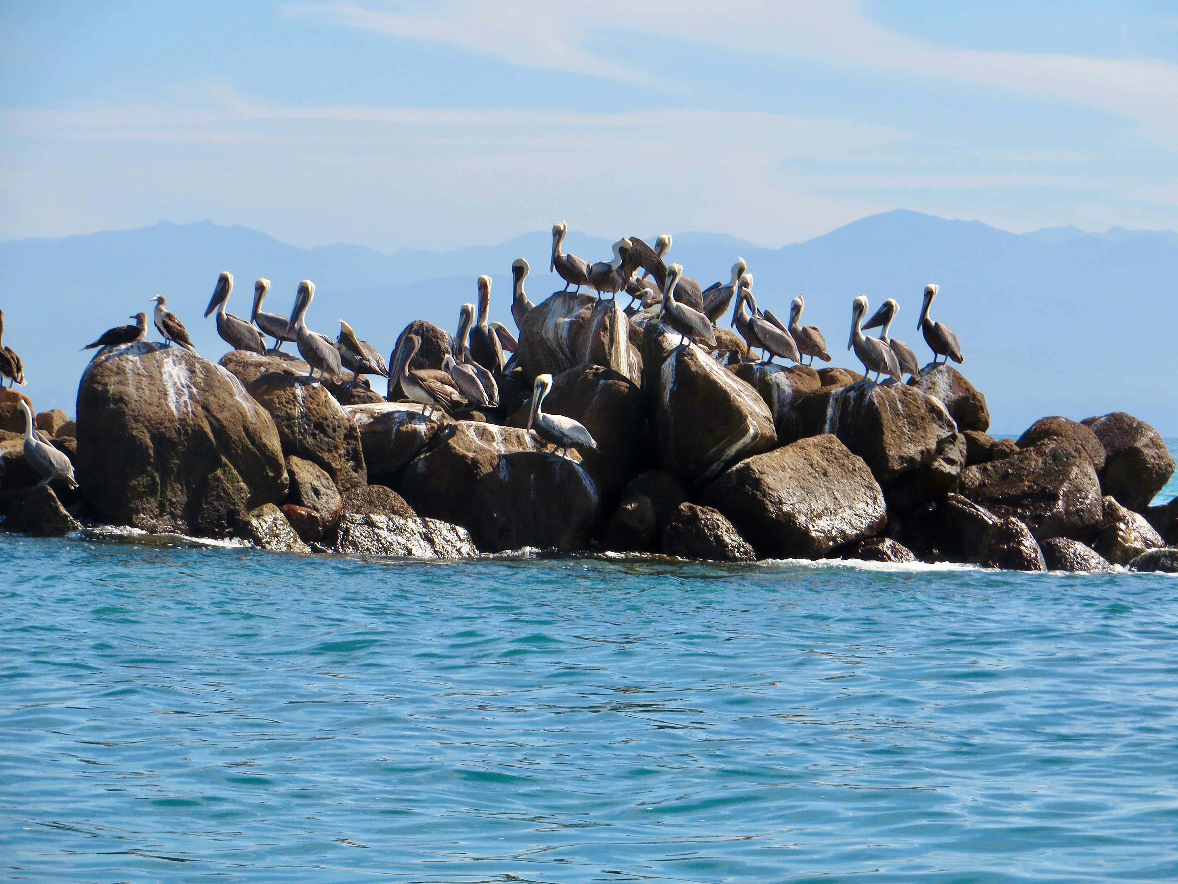 Pelicans, Punta Mita, Marietas Island Day Trip