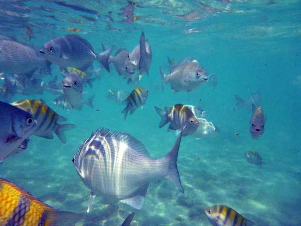 Tropical Fish, Gran Bahia Principe Tulum