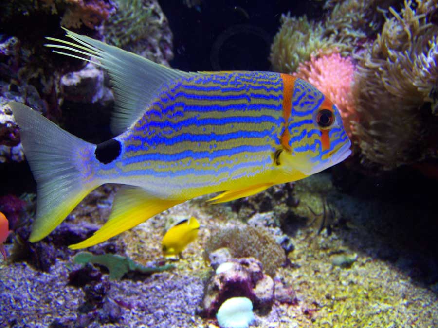 Tropical Fish, Monaco Aquarium