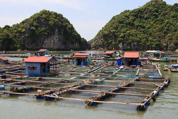 Floating Fishing Villages, Visit Halong Bay