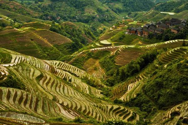 Longji Rice Terraces near Guilin