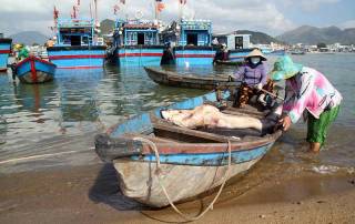 Shark Catch, Visit Nha Trang