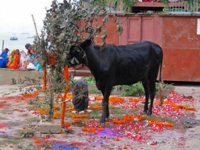 Cow Wandering through Offering, Visit Varanasi