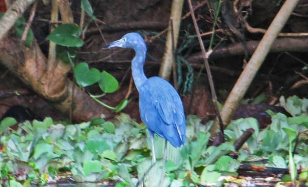 Blue Heron, Tortuguero Canals, Limon Shore Excursion