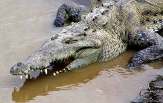 Crocodile Pit Stop en route to Manuel Antonio, Costa Rica Tour