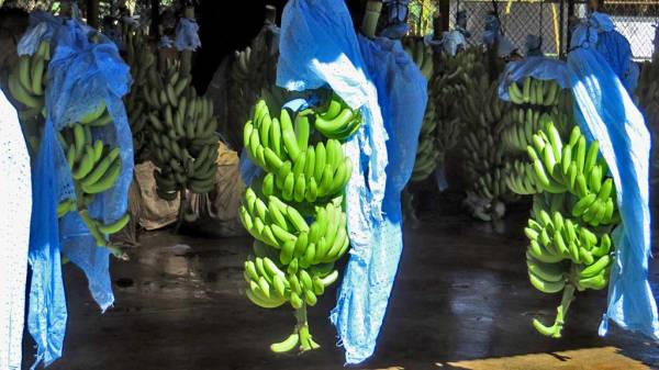 Banana Plantation Harvest, Puerto Limon Shore Excursion