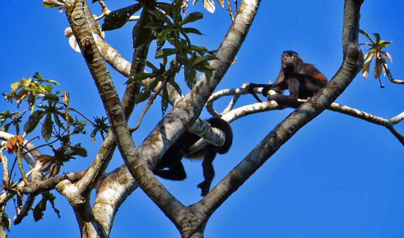 Howler Monkeys, Puerto Limon Shore Excursion