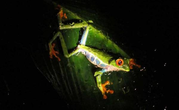 Red Eyed Tree Frog, Ranario, Monteverde, Costa Rica Tour