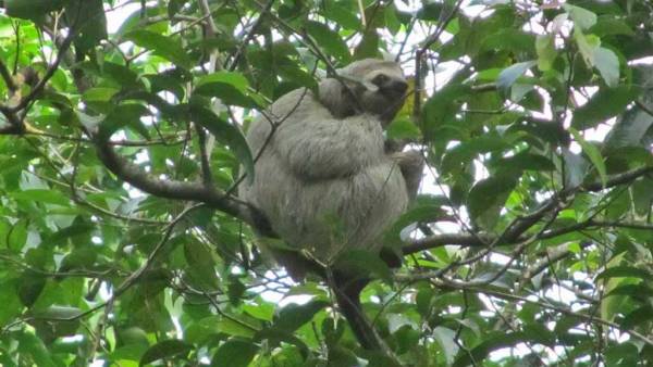 Sloth, Mnuel Antonio National Park, Costa Rica Tour