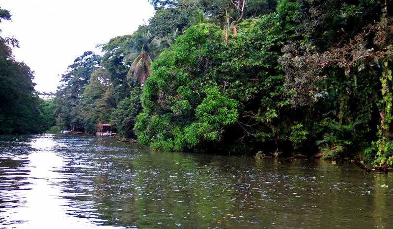 Tortuguero Canals, Puerto Limon Shore Excursion