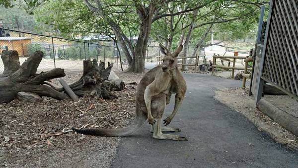 Kangaroo, Lone Pine Koala Sanctuary, Brisbane Shore Excursion