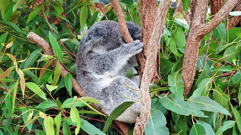 Lone Pine Koala Sanctuary, Brisbane Shore Excursion