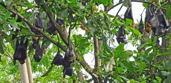 Wild Bats, Port Moresby Nature Park