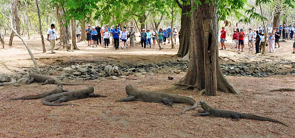 Tourists Approaching Komodo Dragons