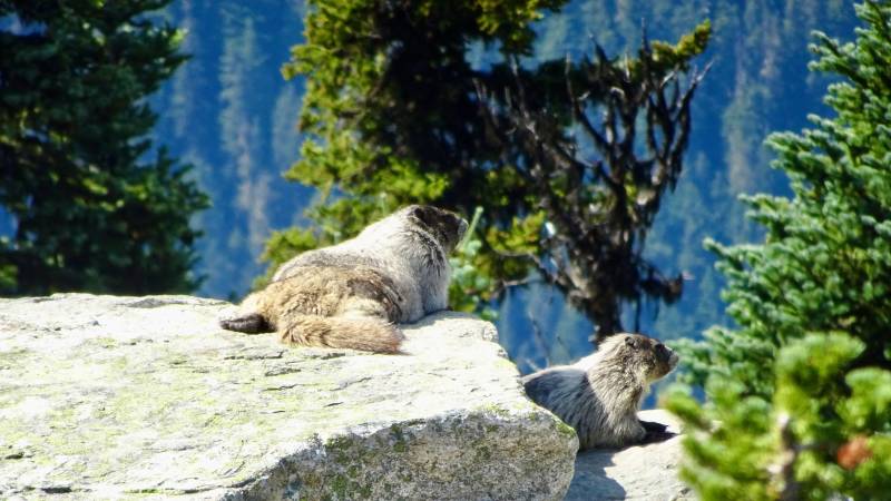 Marmots, Alpine Loop, Blackcomb Peak