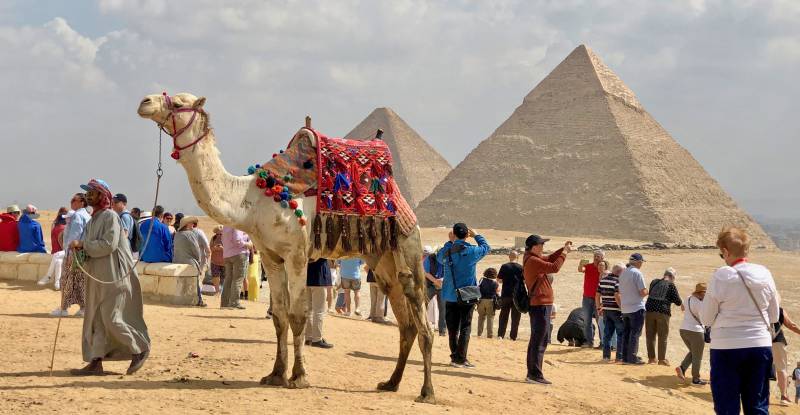 Camel, Giza Pyramids
