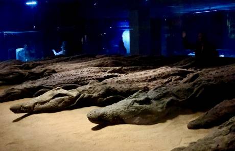 Ancient Embalmed Crocodiles, Kom Ombo