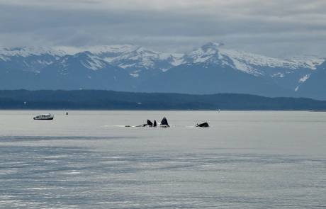 Juneau Whale Watching, Humpbacks Bubble Net Feeding