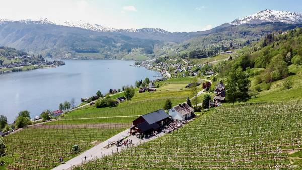 Syse Gard Fruit Farm, Ulvik, Norway
