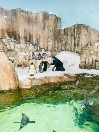 Penguin Feeding at Biodome