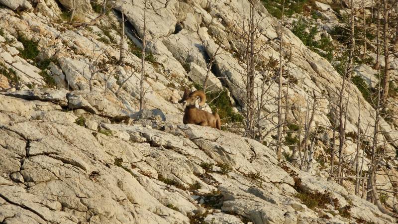 Bighorn Sheep on Bear's Hump