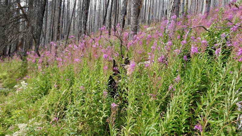Fireweed, Cameron Lake