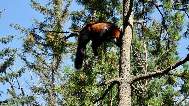 Red Panda, Calgary Zoo