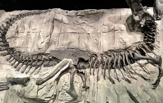Royal Tyrrell Museum Fossil Royal Tyrrell Museum Fossil