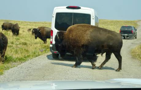 Waterton Bison Waterton Bison