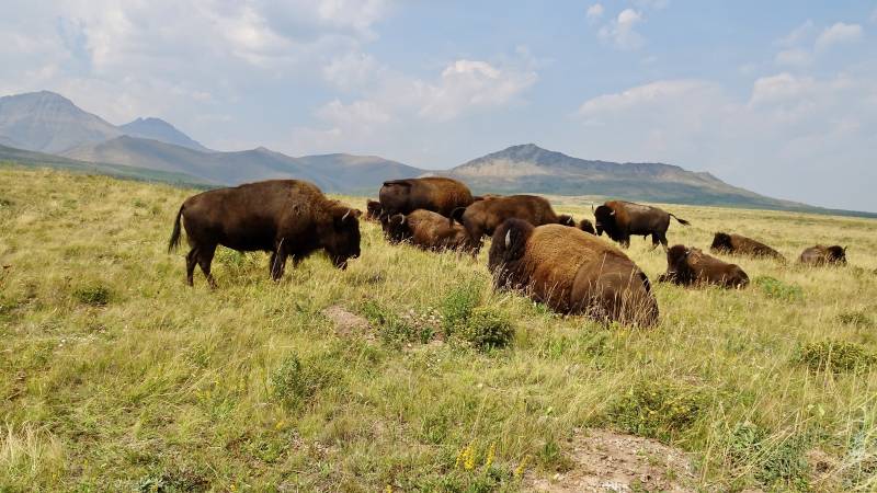 Bison Paddock, Waterton Lakes National Park