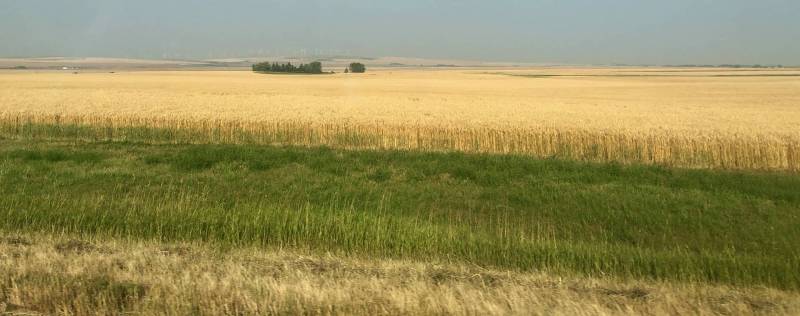 Wheat Fields, Cowboy Trail, Alberta